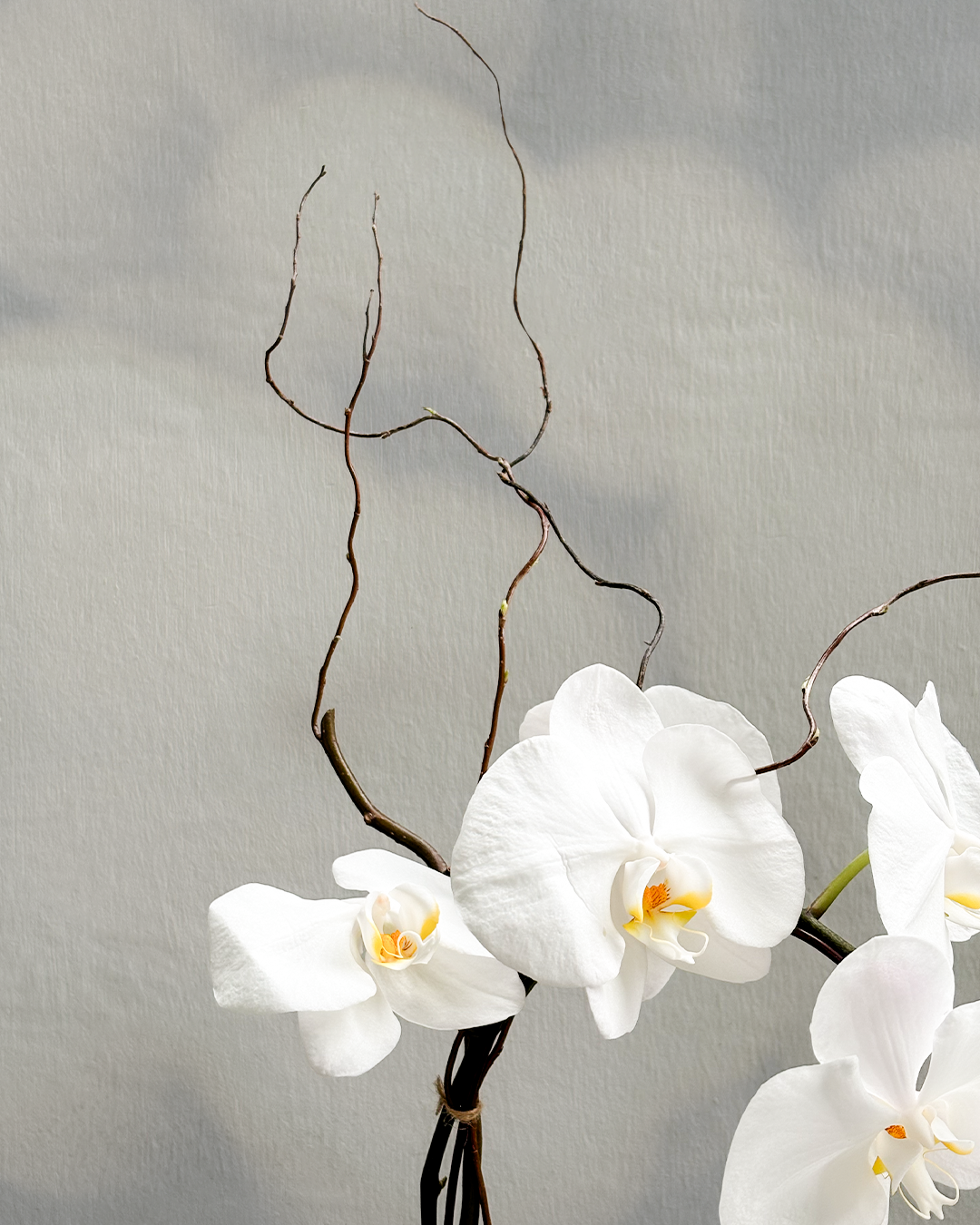 WHITE PHALAENOPSIS & GREEN LISIANTHUS