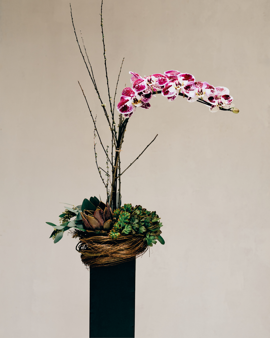 1-STEM DOTTED PURPLE TABLE-TOP PHALAENOPSIS