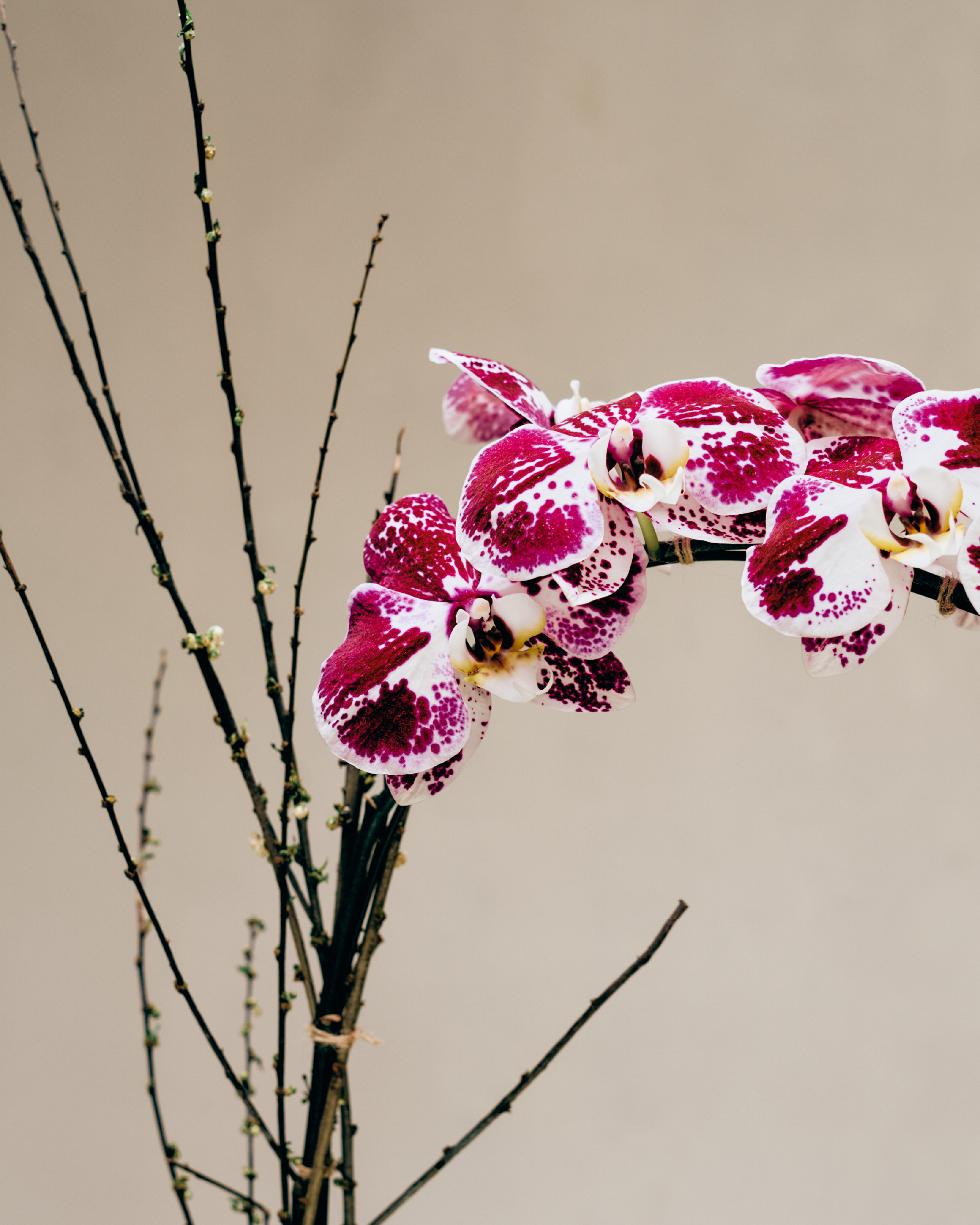 1-STEM DOTTED PURPLE TABLE-TOP PHALAENOPSIS