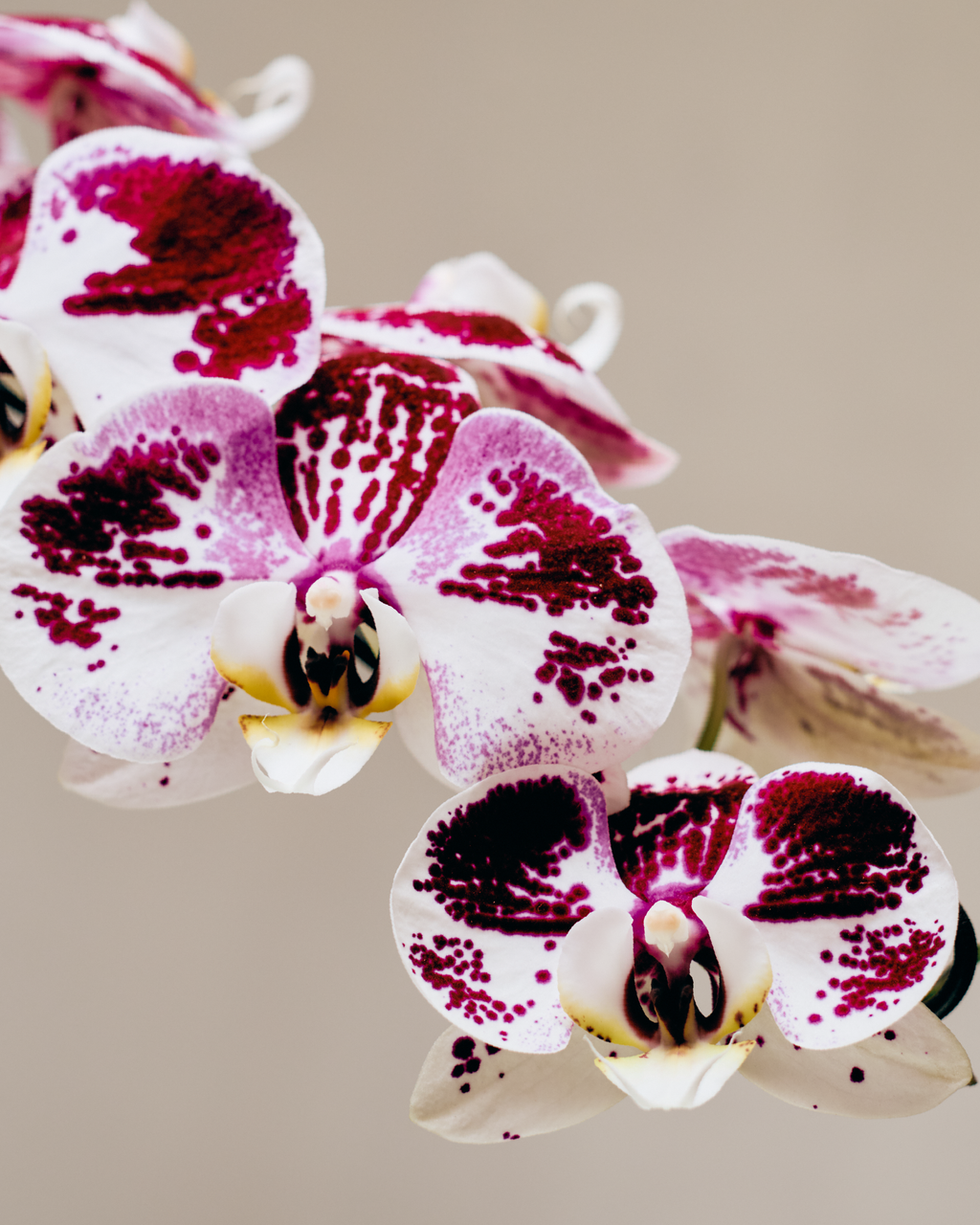 1-STEM DOTTED PURPLE TABLE-TOP PHALAENOPSIS