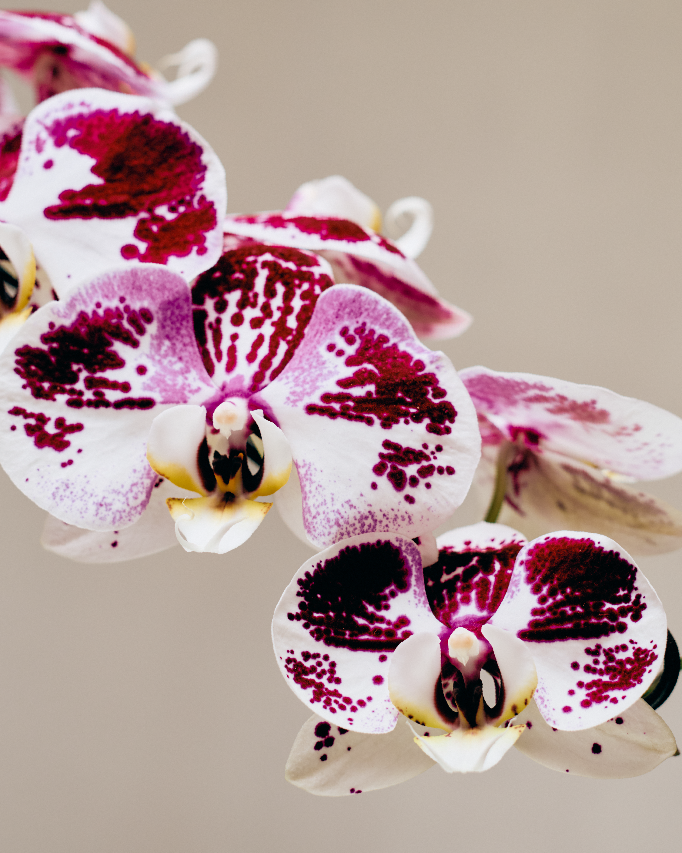 1-STEM DOTTED PURPLE TABLE-TOP PHALAENOPSIS