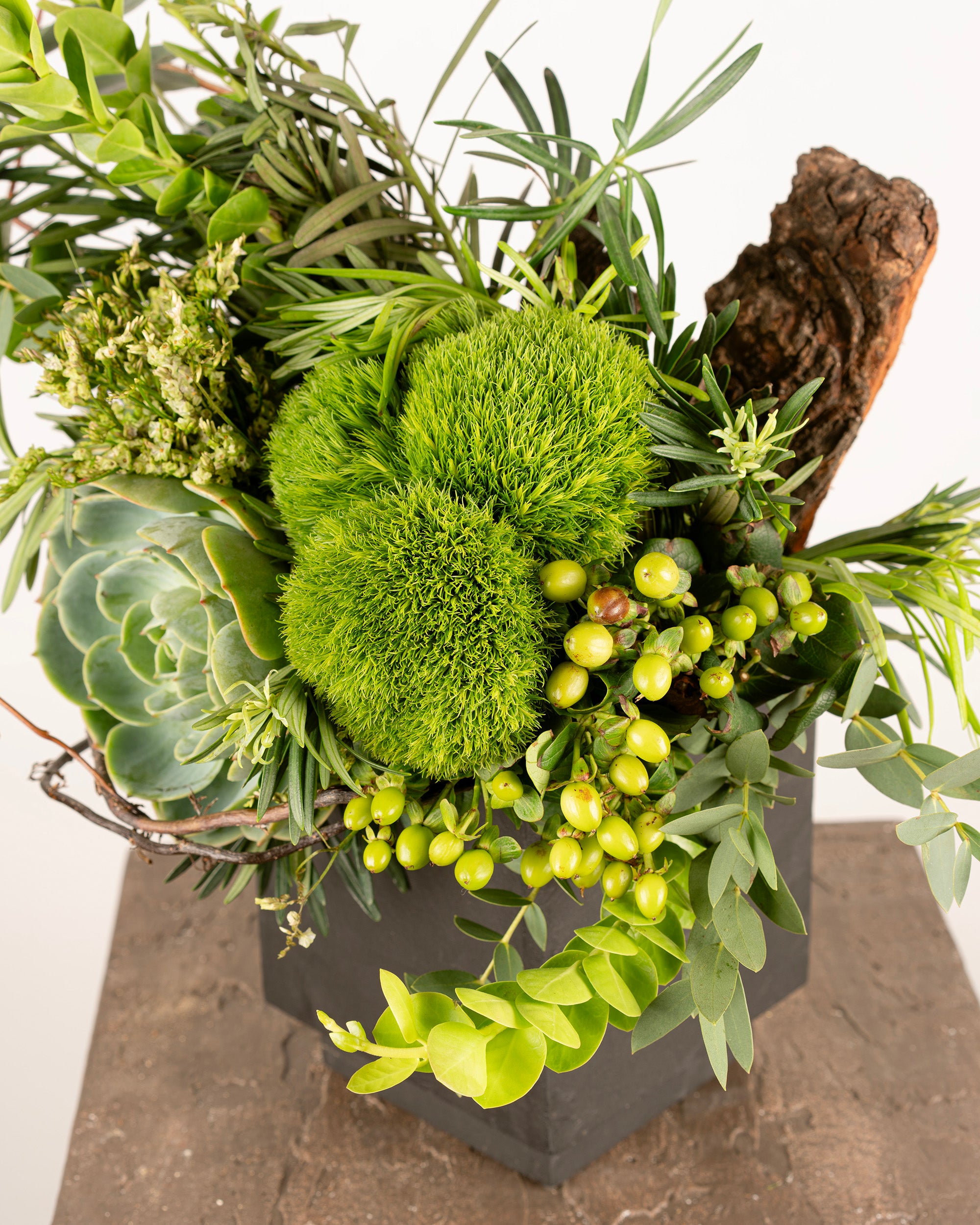 SUCCULENT & GREEN TRICK
