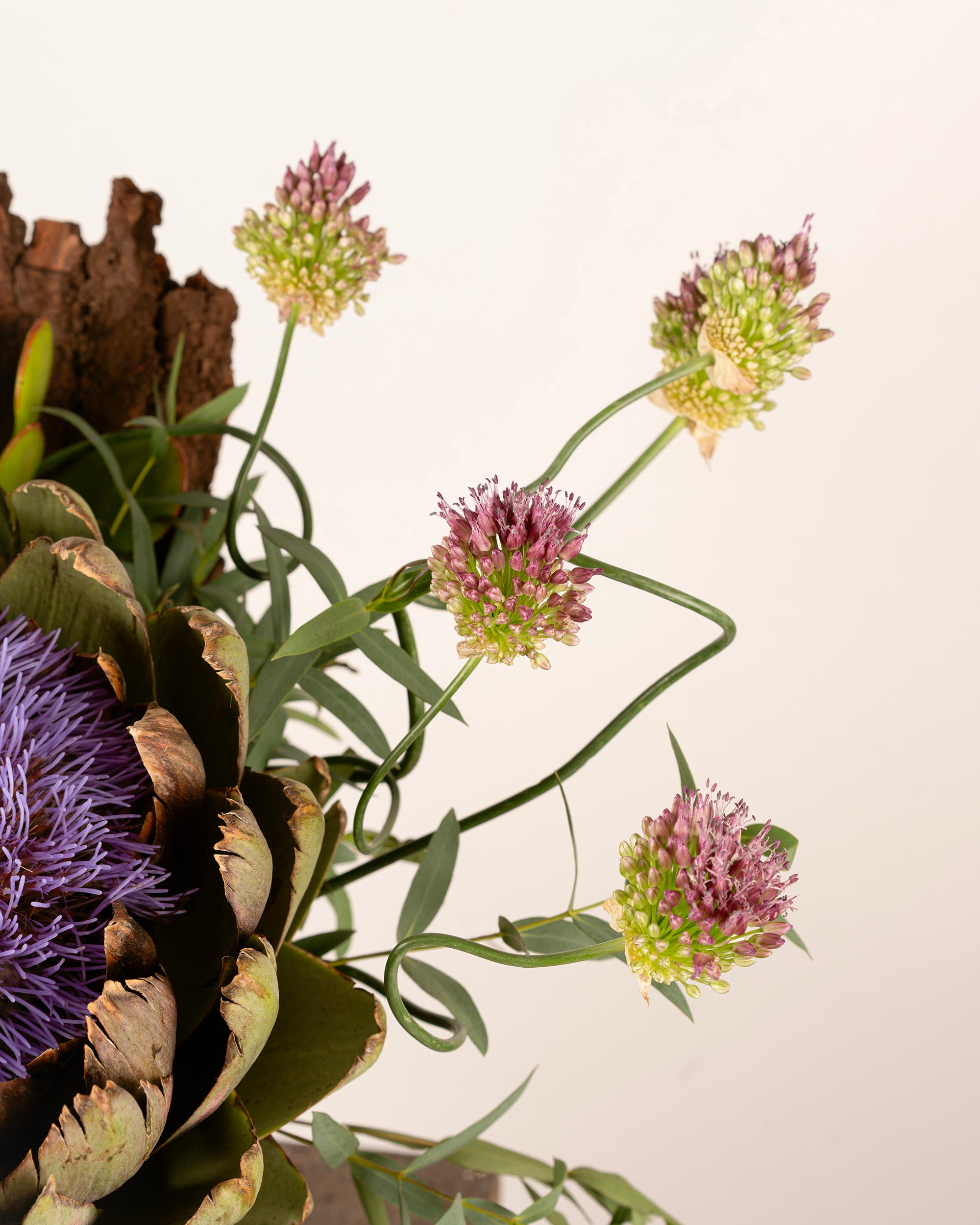PROTEA GRANDE