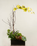1-STEM GREEN TABLE-TOP PHALAENOPSIS