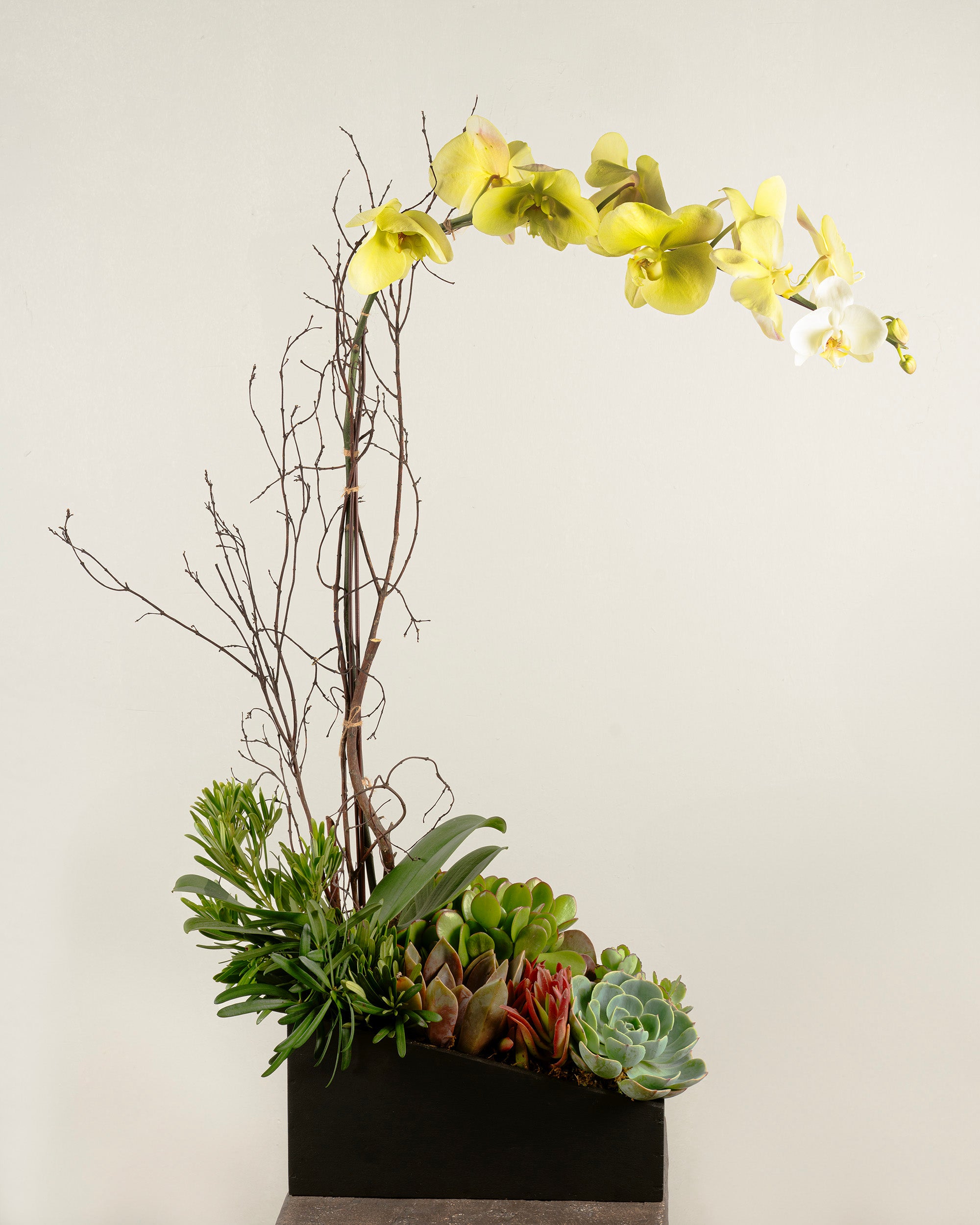 1-STEM GREEN TABLE-TOP PHALAENOPSIS