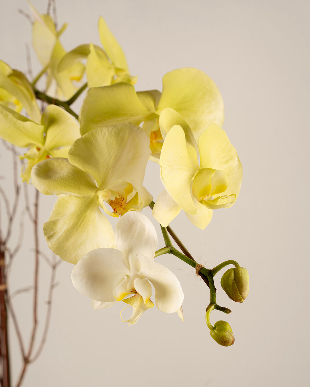 1-STEM GREEN TABLE-TOP PHALAENOPSIS