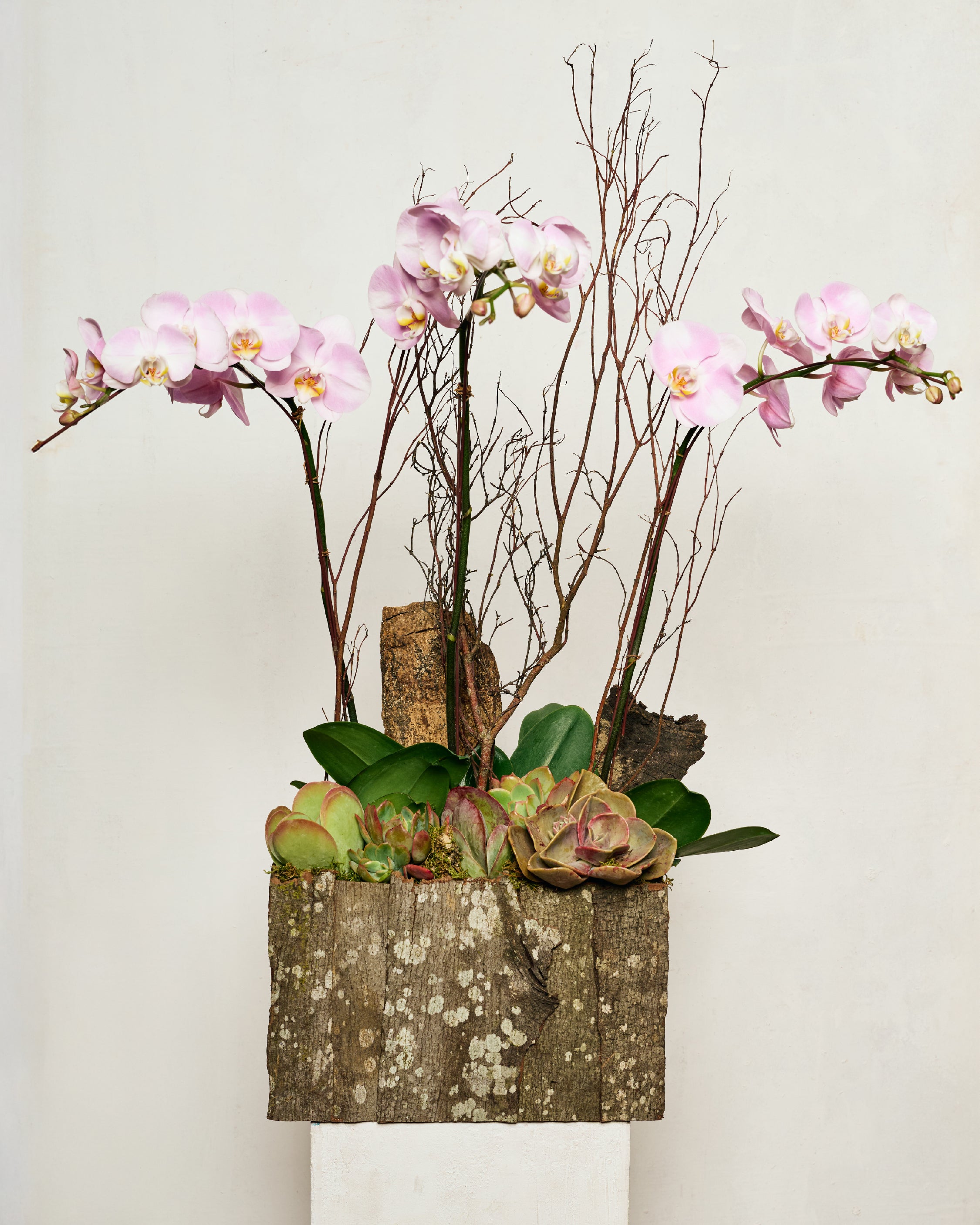 PINK TABLE-TOP PHALAENOPSIS