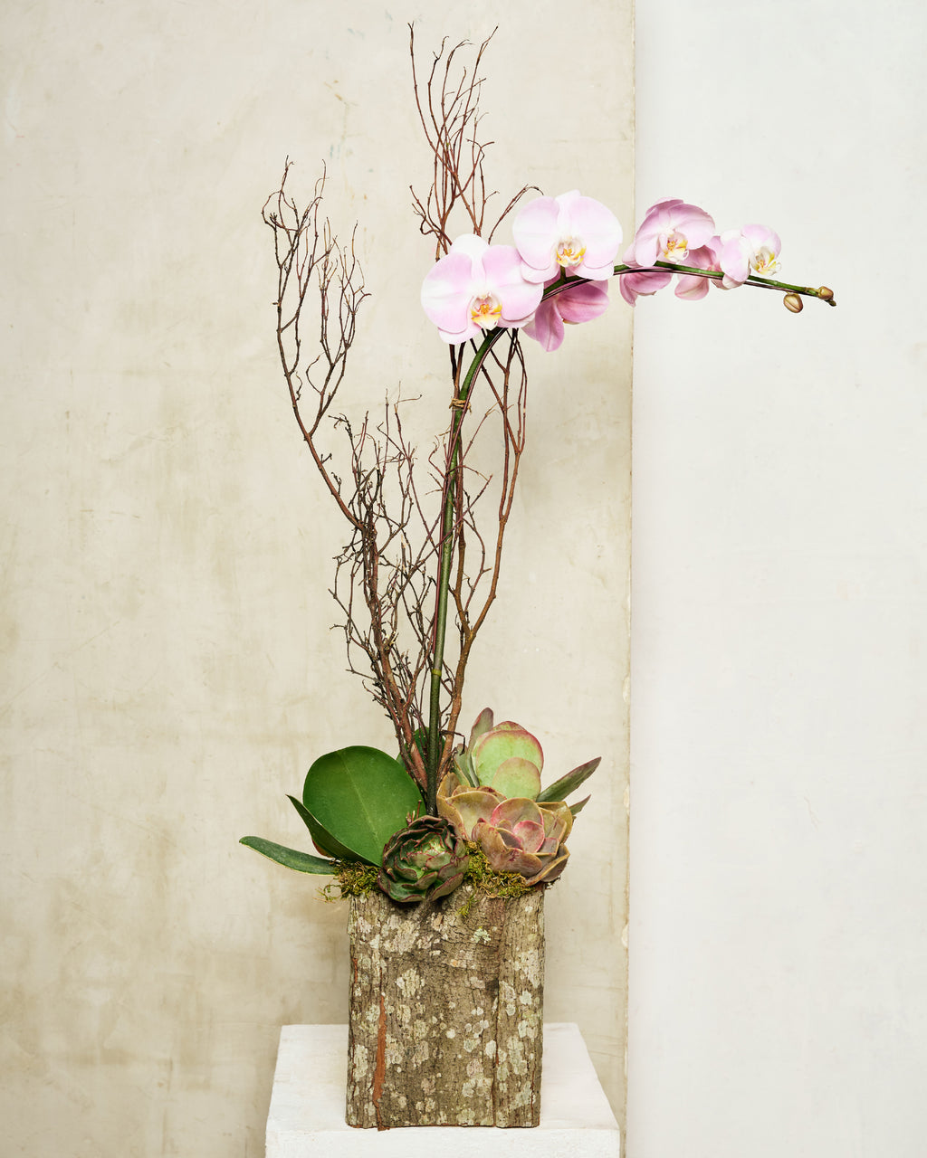 1-STEM PINK TABLE-TOP PHALAENOPSIS
