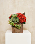 RED CARNATIONS & SUCCULENTS