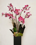 TALL PINK PHALAENOPSIS