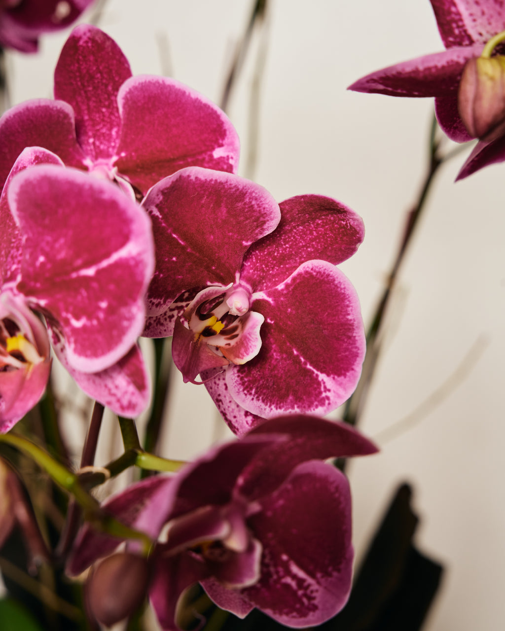 TALL PINK PHALAENOPSIS
