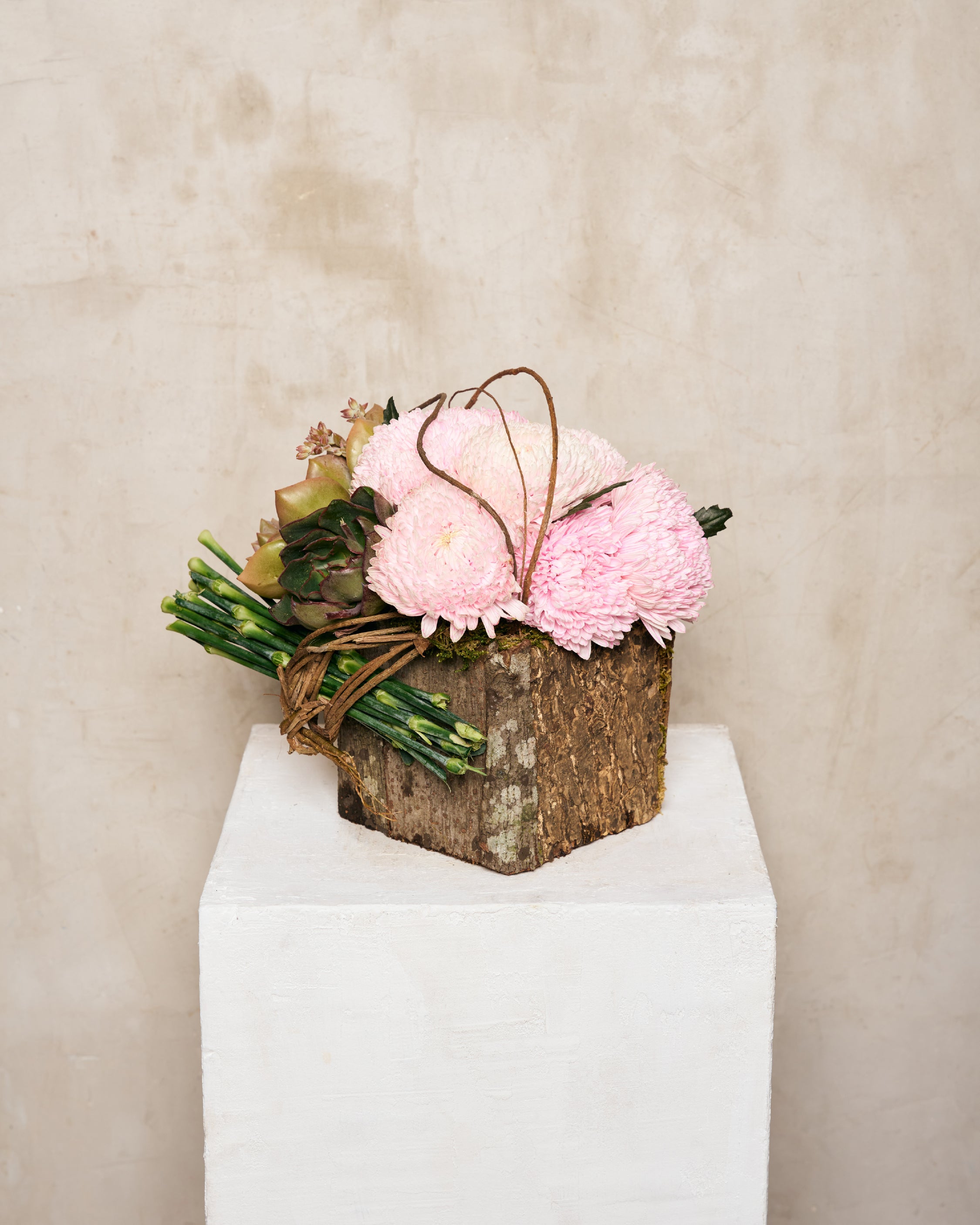 SUNLIGHT MUMS & SUCCULENTS