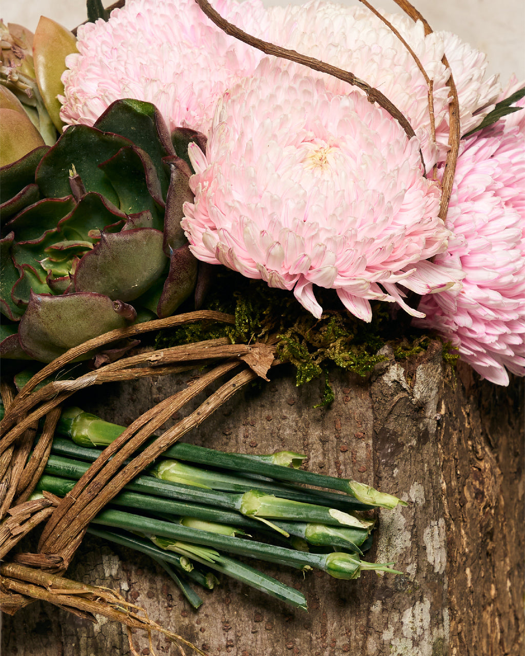 SUNLIGHT MUMS & SUCCULENTS