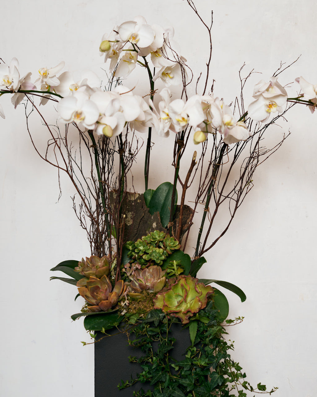 SYMPATHY IVORY STANDING PHALAENOPSIS