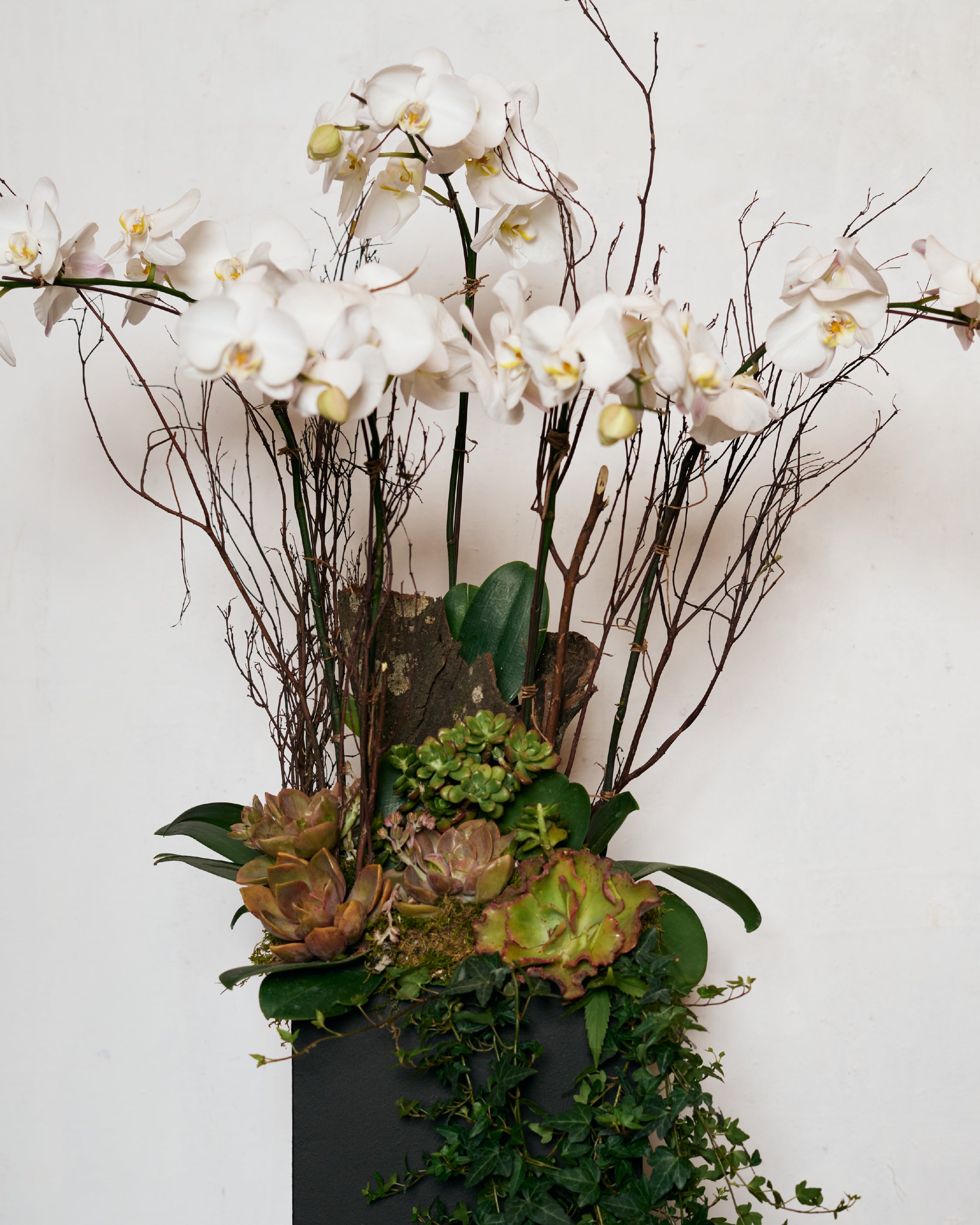 SYMPATHY IVORY STANDING PHALAENOPSIS