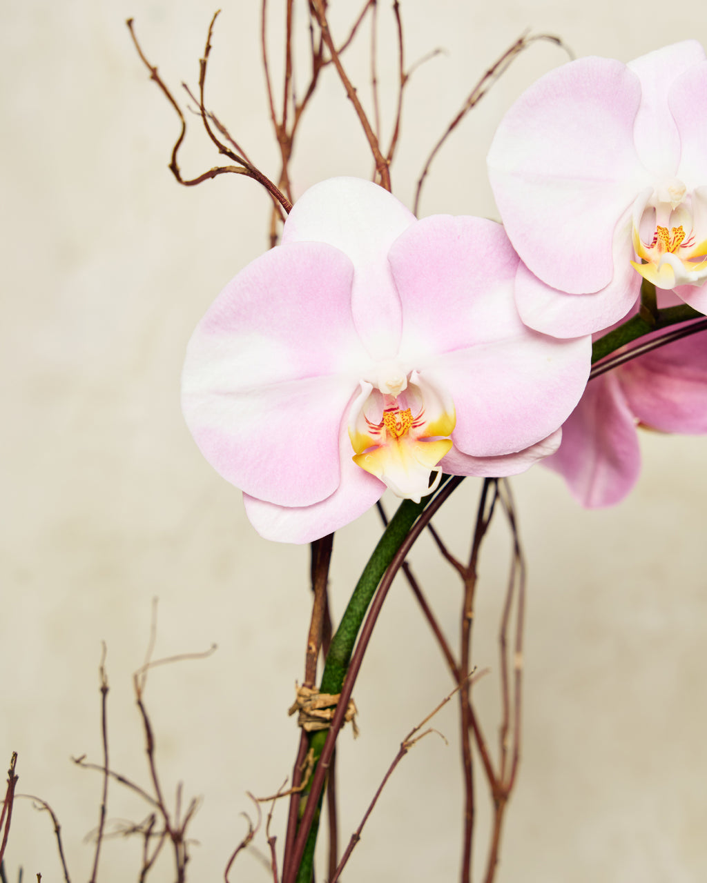 1-STEM PINK TABLE-TOP PHALAENOPSIS