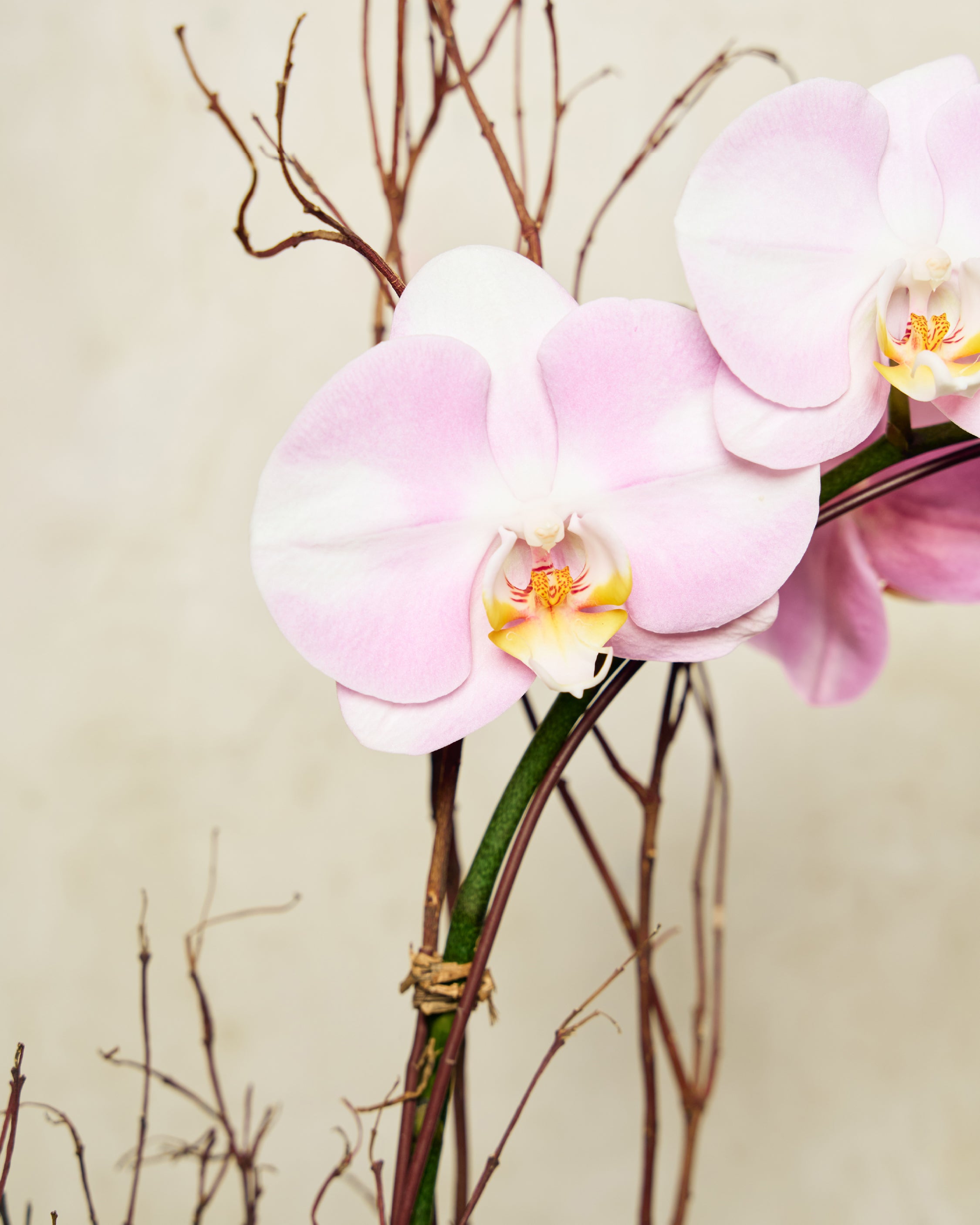 1-STEM PINK TABLE-TOP PHALAENOPSIS
