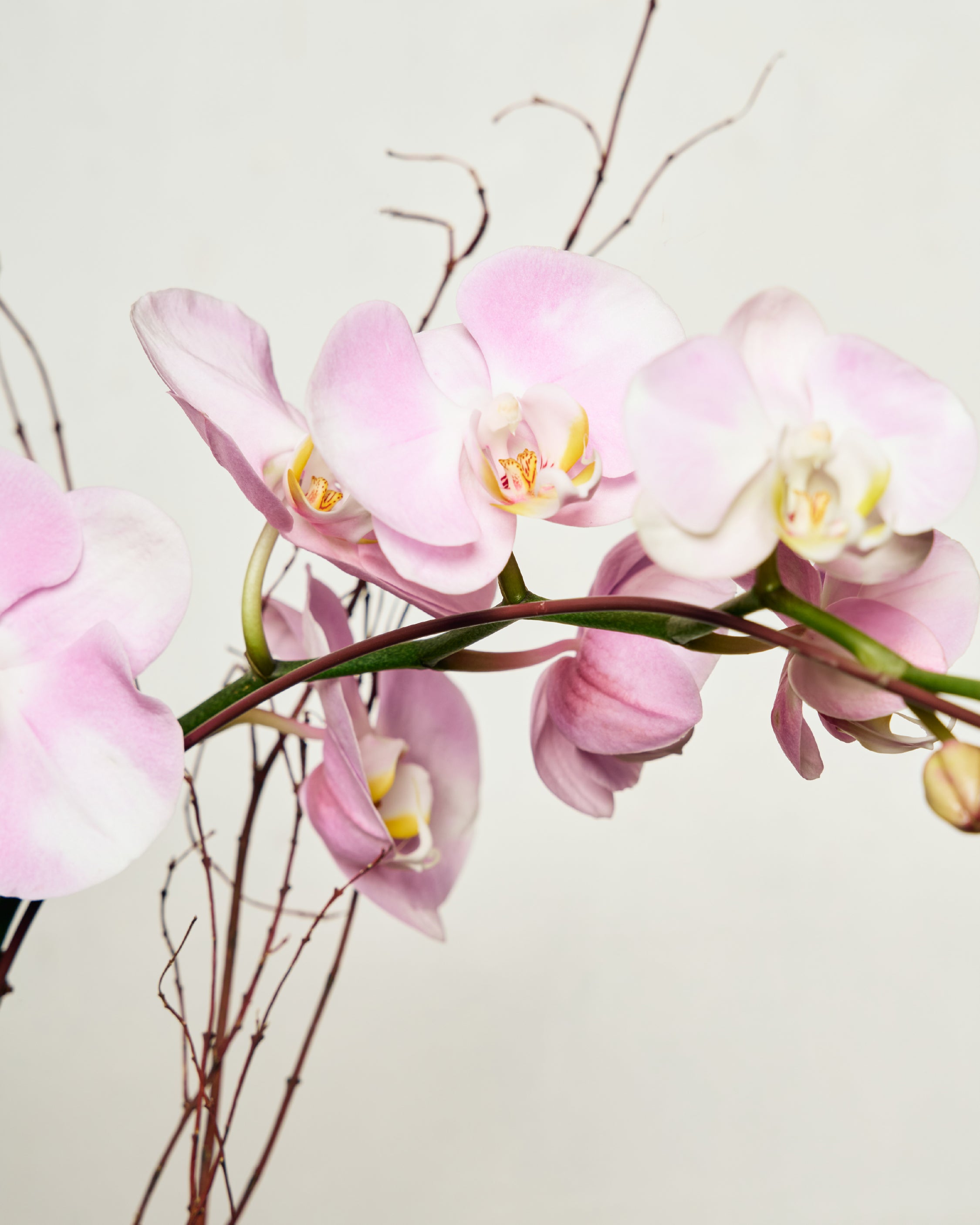 1-STEM PINK TABLE-TOP PHALAENOPSIS