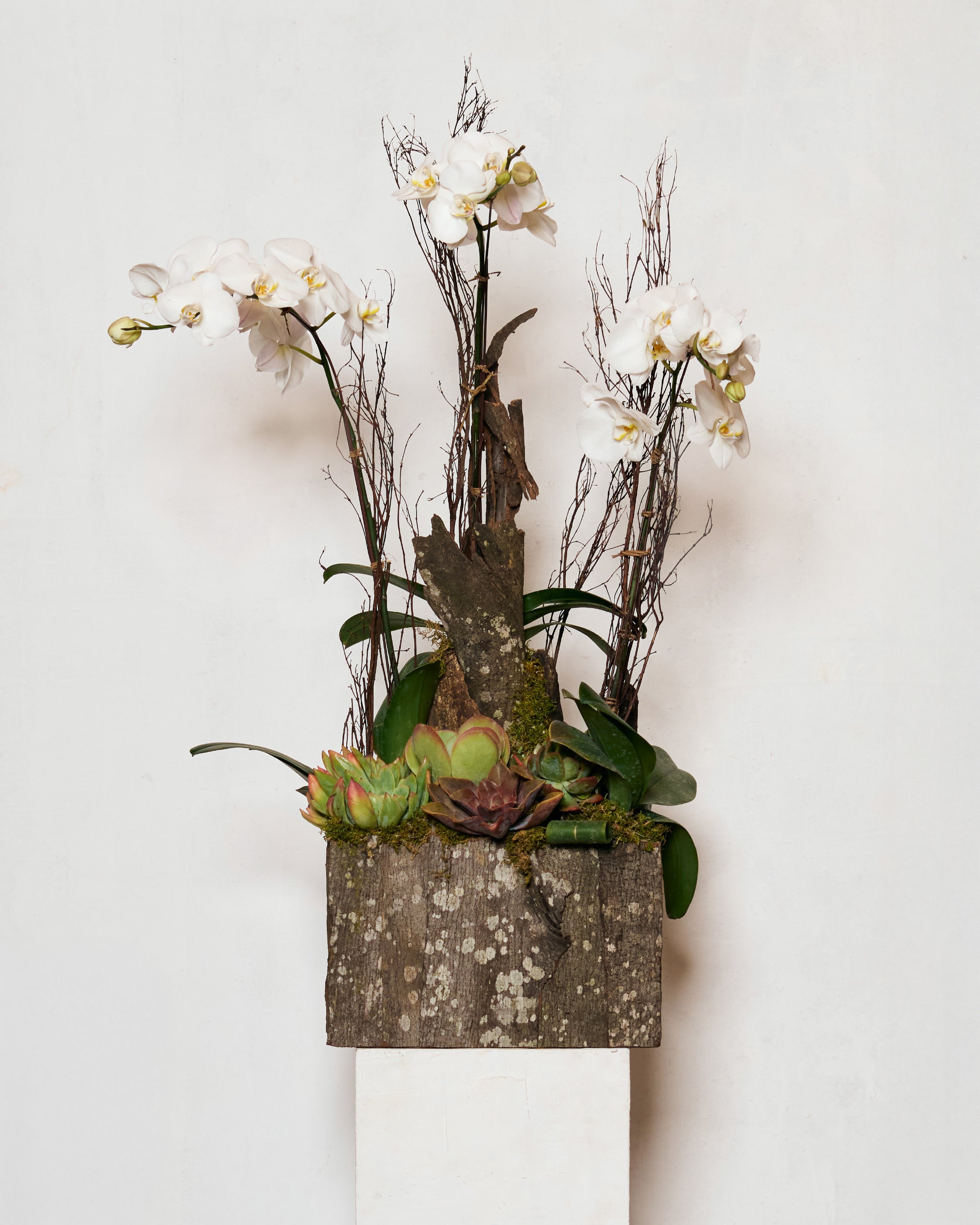 IVORY TABLE-TOP PHALAENOPSIS