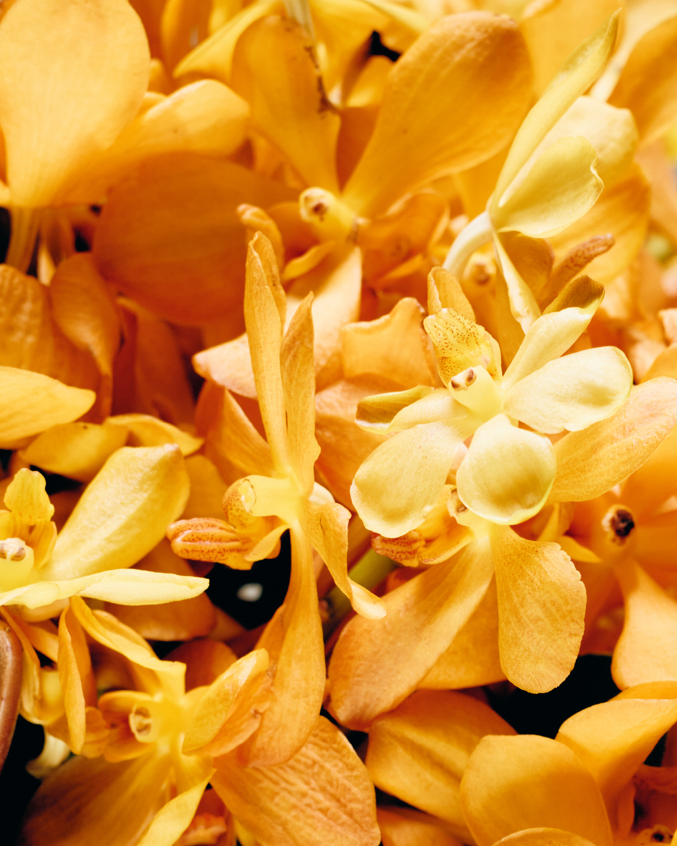 GOLDEN MOKARA ORCHIDS