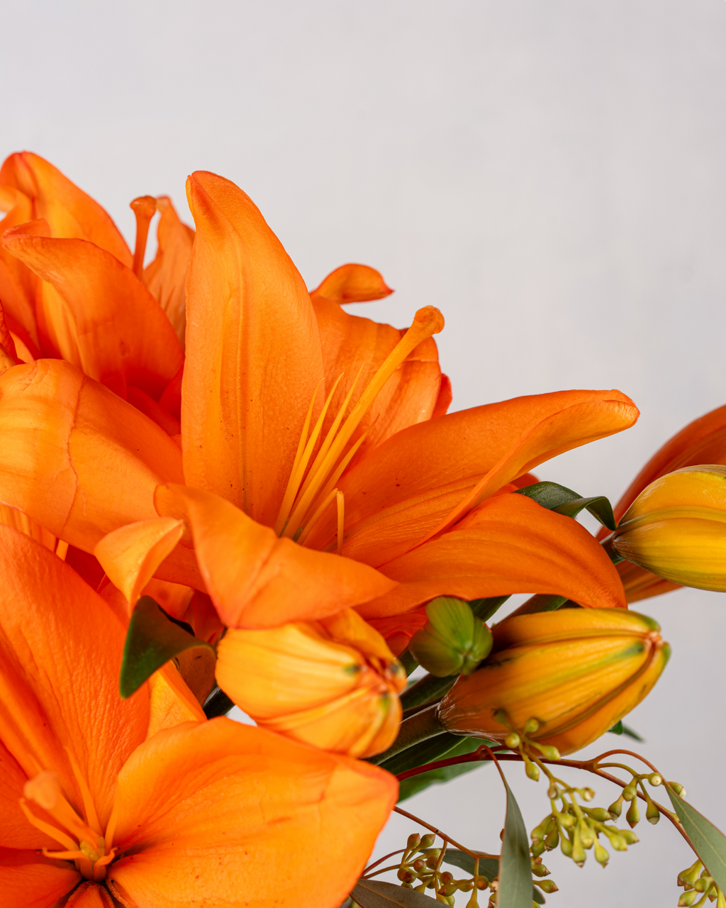 SUNSET LILIUMS