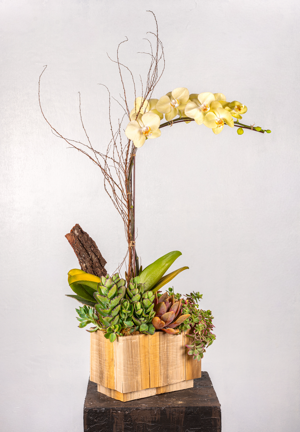 1-STEM TABLE-TOP GARDEN PHALAENOPSIS