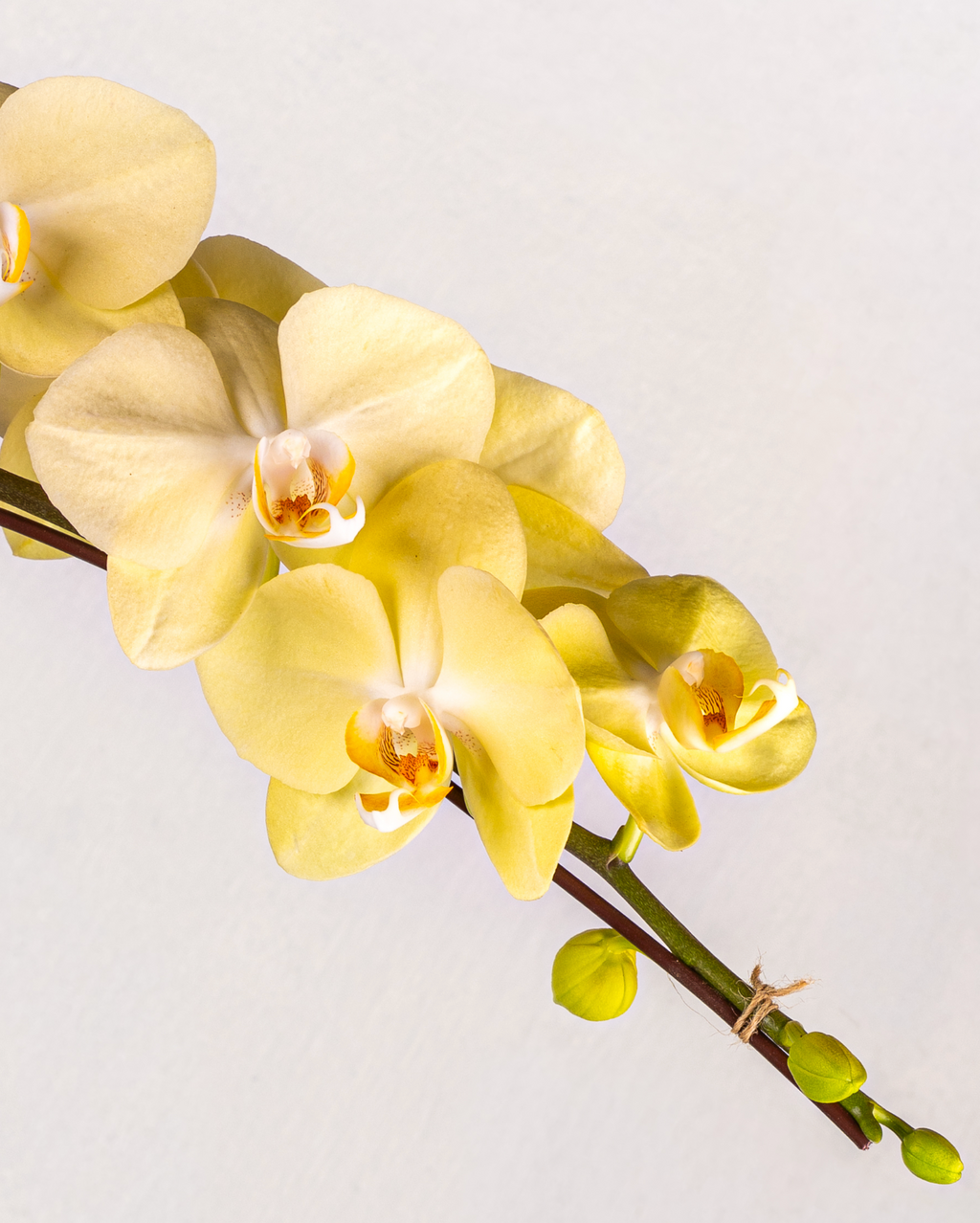 1-STEM TABLE-TOP GARDEN PHALAENOPSIS