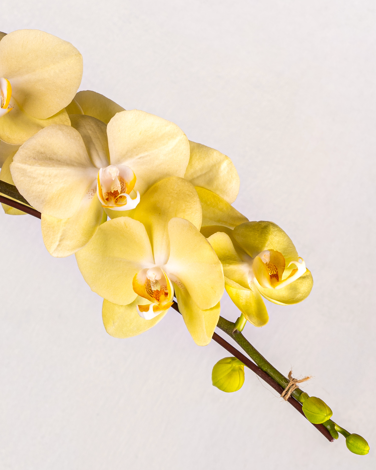 1-STEM TABLE-TOP GARDEN PHALAENOPSIS