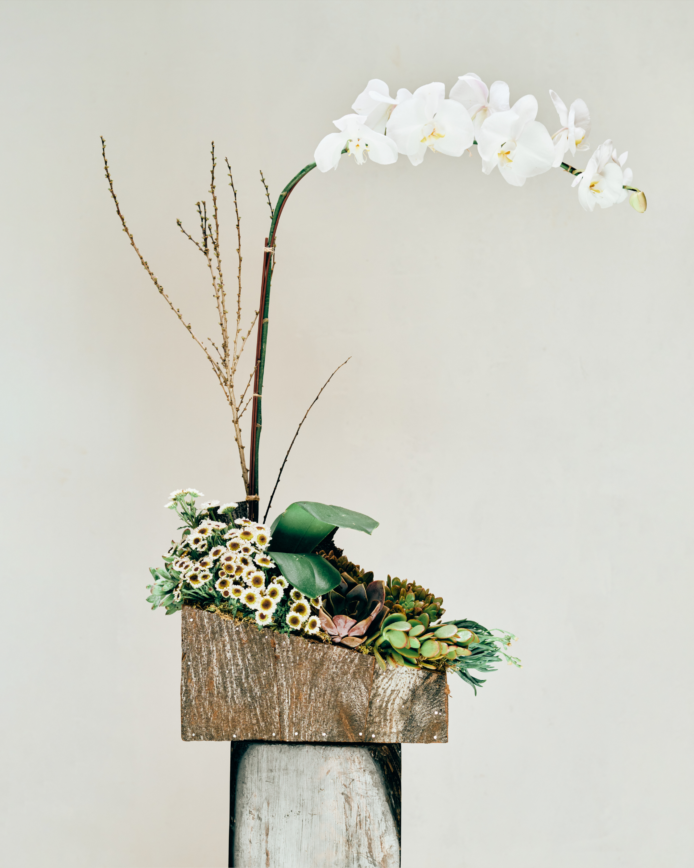 1-STEM IVORY TABLE-TOP PHALAENOPSIS