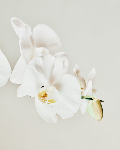 1-STEM IVORY TABLE-TOP PHALAENOPSIS