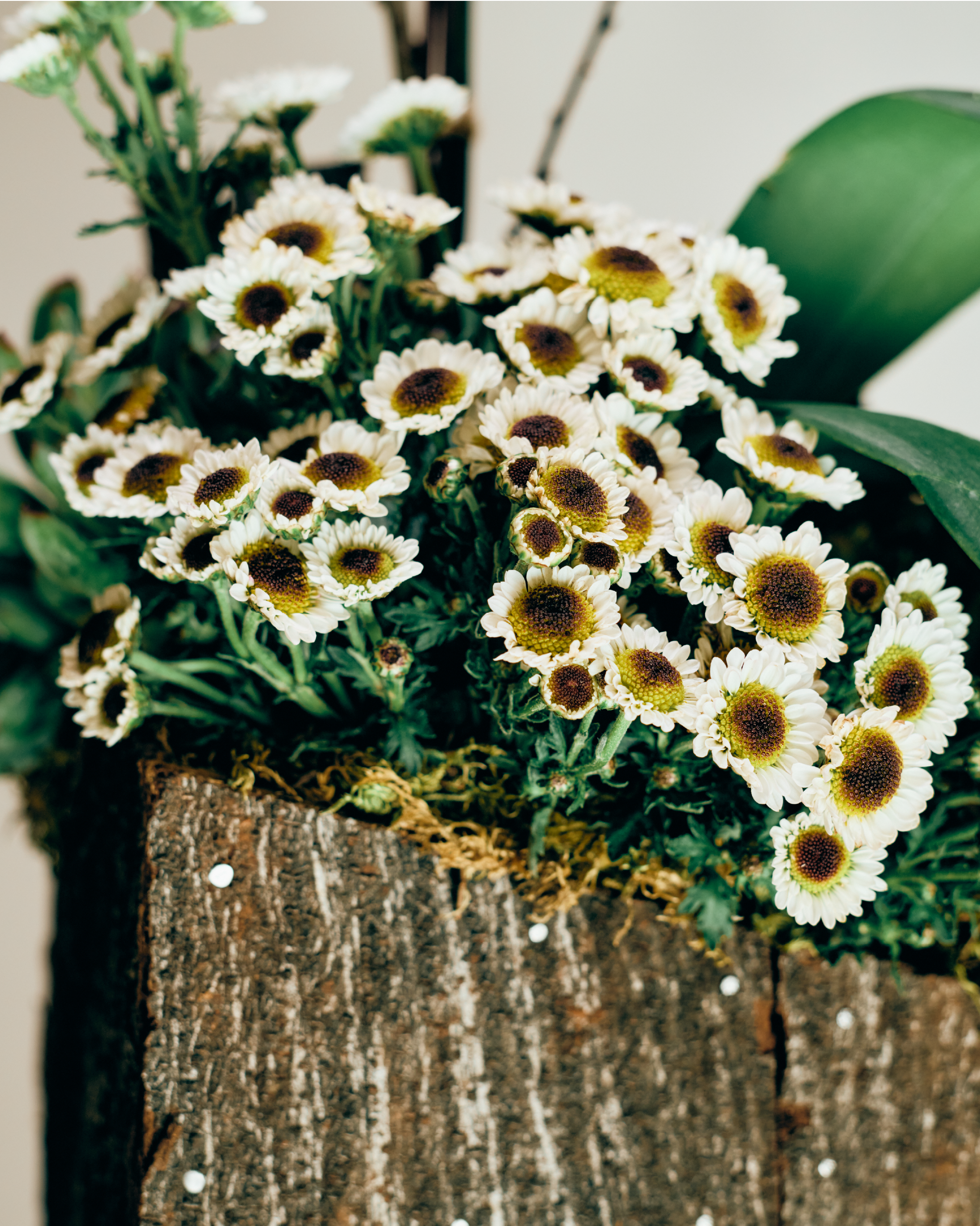 1-STEM IVORY TABLE-TOP PHALAENOPSIS