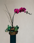 1-STEM PURPLE TABLE-TOP PHALAENOPSIS