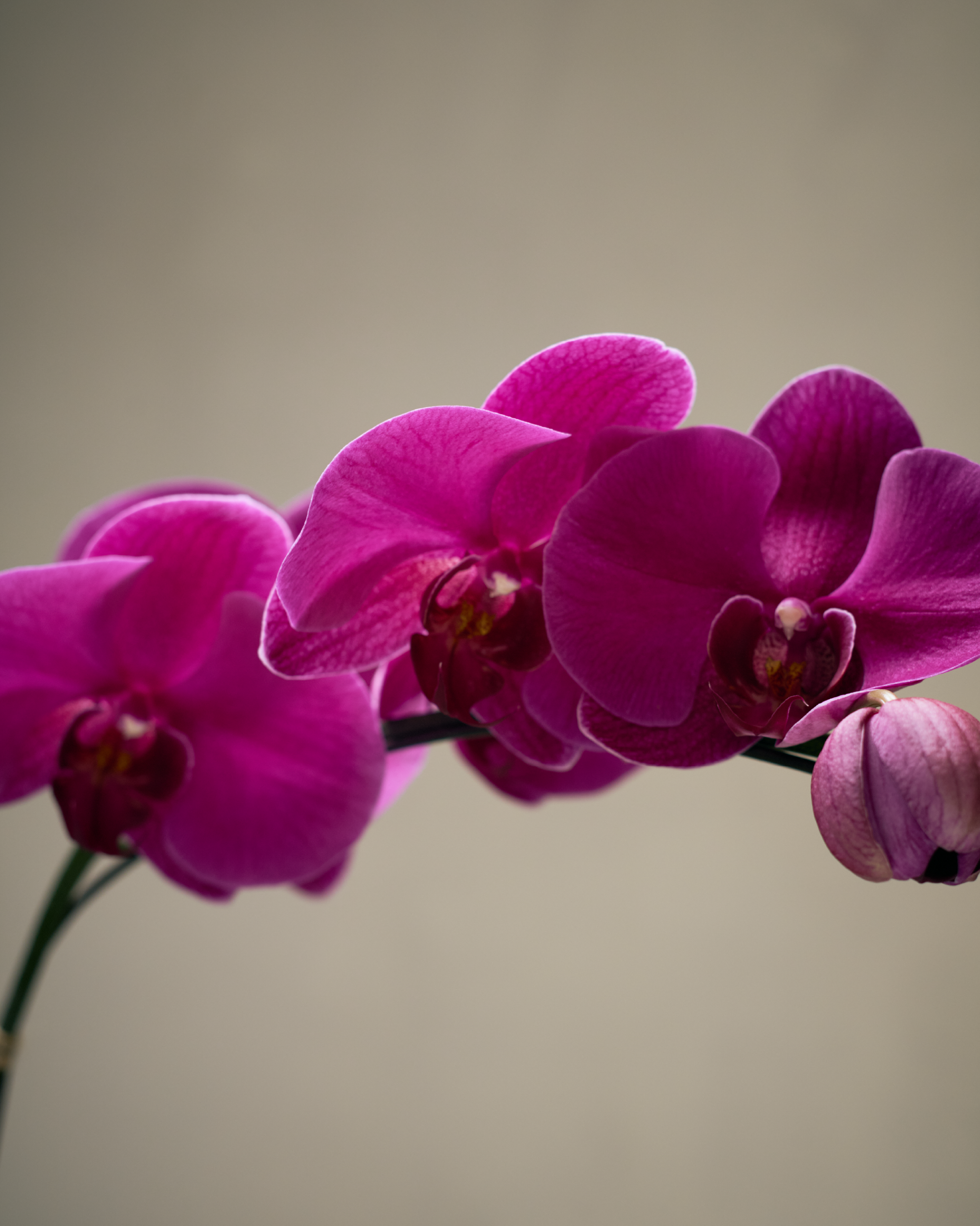 1-STEM PURPLE TABLE-TOP PHALAENOPSIS