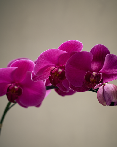 1-STEM PURPLE TABLE-TOP PHALAENOPSIS